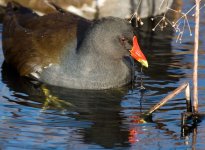 Moorhen2.jpg