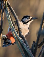 GSWoodpecker4.jpg