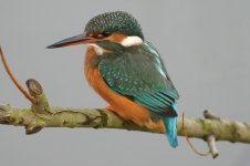 kingfisher.jpg