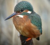 Kingfisher 11.jpg