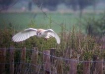 barn owl 3.JPG