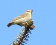 willowwarbler.JPG