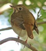 Hermit Thrush-2 copy.jpg