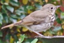 Hermit Thrush-5 copy.jpg