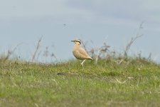 Cream-coloured Courser4 210512.jpg