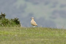 Cream-coloured Courser5 210512.jpg