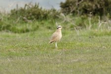 Cream-coloured Courser6 210512.jpg