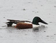 shoveler3shibdon25.4.12.jpg