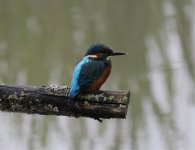 kingfisher male at lackford lakes.jpg