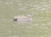 gadwall2shibdon26.4.12.jpg