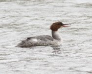 goosander3shibdon26.4.12.jpg