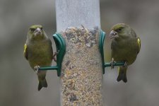 greenfinch230106a.jpg