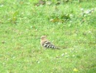 Hoopoe 1.jpg