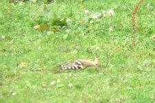 Hoopoe 021.jpg