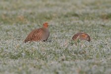 greypartridge240106b.jpg