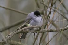 blackcap180406f.jpg