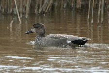 gadwall180406a.jpg