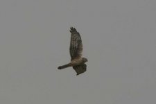 henharrier130306b.jpg