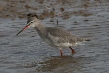 spotshank130306b.jpg