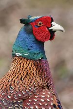 pheasant250106e.jpg