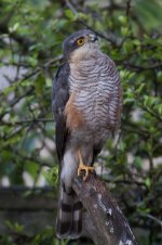 Sparrow Hawk_MG_7555.jpg