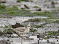 terek sandpiper1.jpg