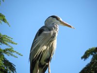 Grey Heron 2.jpg