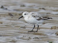 Sanderling_MG_0337.jpg