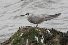 Black Tern_MG_8823.jpg