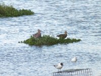 3curlew (2).JPG