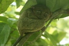 tarsier.jpg