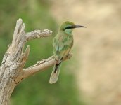 green bee-eater IMG_7707.jpg