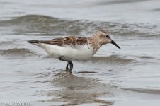 2109_Red-necked Stint.jpg