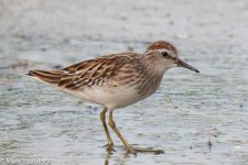 2221_Long-toed Stint.jpg