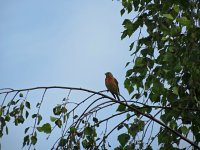 House Finch 1.jpg