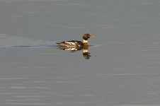 red breasted merganser1.jpg