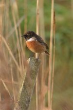 stonechat2.jpg