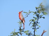 01-Pyrrhuloxia 1.JPG