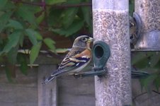 BRAMBLING 2.jpg