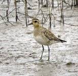 pacific golden plover sx50hs IMG_3352.jpg