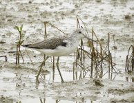 greenshank sx50hs DPP07DC0B1A162055.jpg