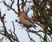 WaxwingN6.jpg