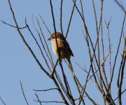 Bull-headed Shrike.jpg