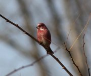 Pallas's Rosefinch.jpg