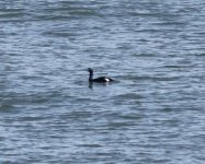 Pelagic Cormorant.jpg