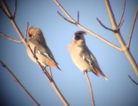 waxwings2-047.jpg