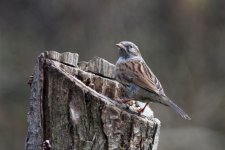 Dunnock compressed.jpg