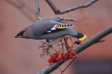 Waxwing 3 cf.jpg