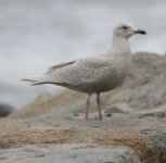 gull12 036.JPG