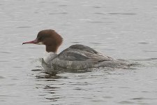 goosander310106c.jpg